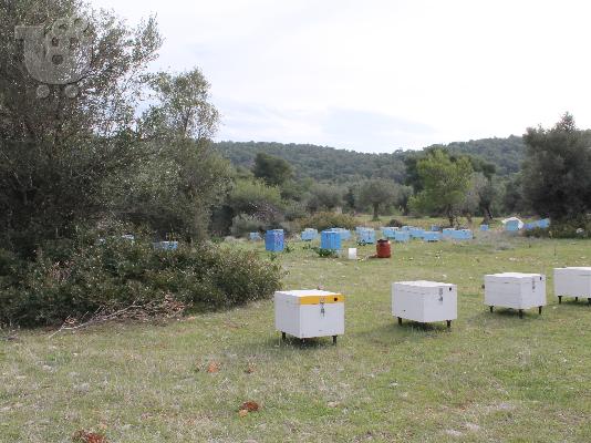 Απο μελισσοκομο πωλειται αγνο μελι βελανιδιας (2012)...